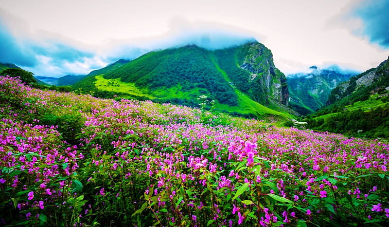 valley of flowers